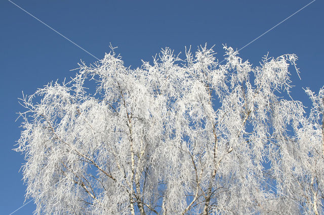 Berk (Betula)