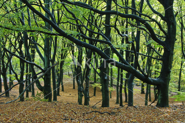 Beech (Fagus sylvatica)