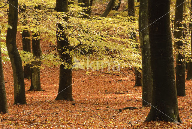 Beuk (Fagus sylvatica)