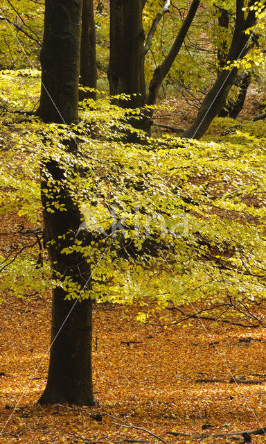 Beech (Fagus sylvatica)