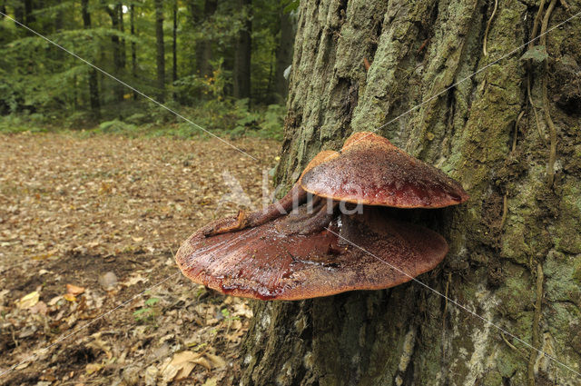 Biefstukzwam (Fistulina hepatica)