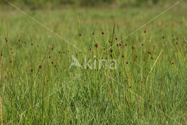 Compact Rush (Juncus conglomeratus)