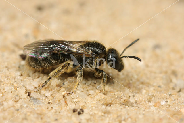 Biggenkruidgroefbij (Lasioglossum villosulum)