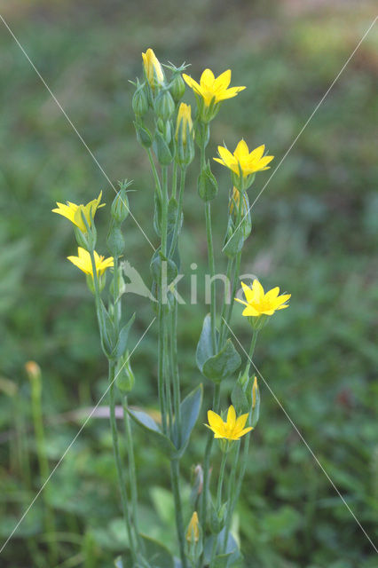 Bitterling (Blackstonia perfoliata)