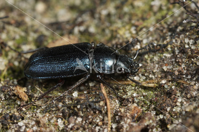 Blauw vliegend hert (Platycerus caraboides)