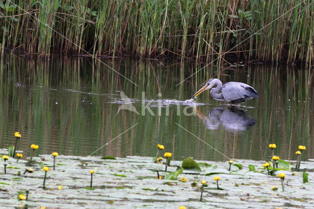 Blauwe Reiger (Ardea cinerea)