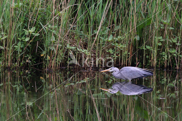 Blauwe Reiger (Ardea cinerea)