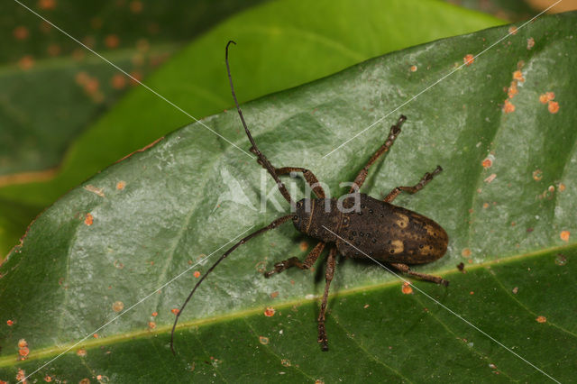 Longhorn beetle