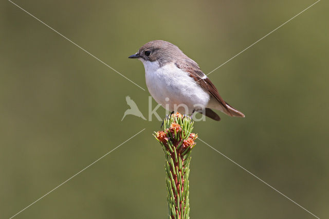 Bonte Vliegenvanger (Ficedula hypoleuca)