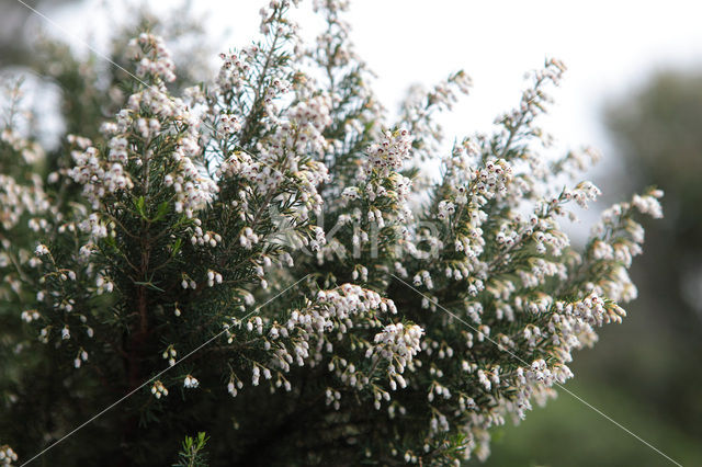 Boomheide (Erica arborea)