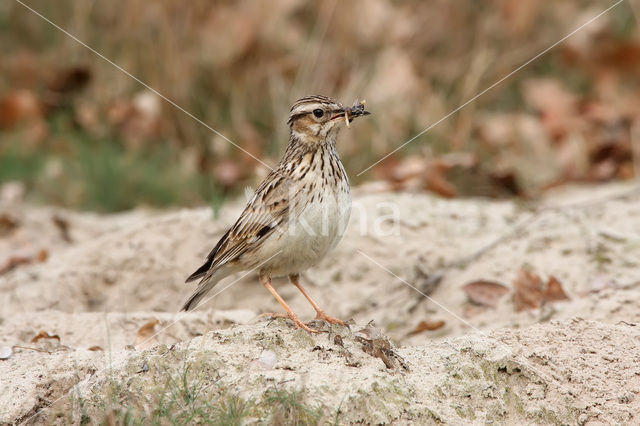 Boomleeuwerik (Lullula arborea)