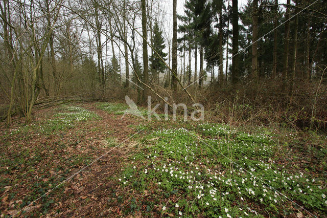 Bosanemoon (Anemone nemorosa)