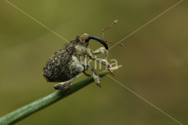 Brandnetelboorder (Parethelcus pollinarius)