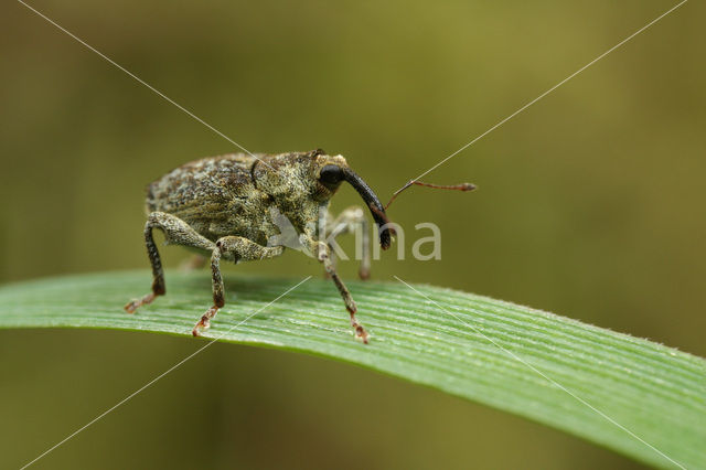 Brandnetelboorder (Parethelcus pollinarius)