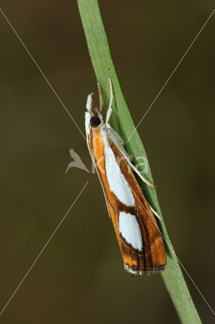 Brede Vlakjesmot (Catoptria pinella)