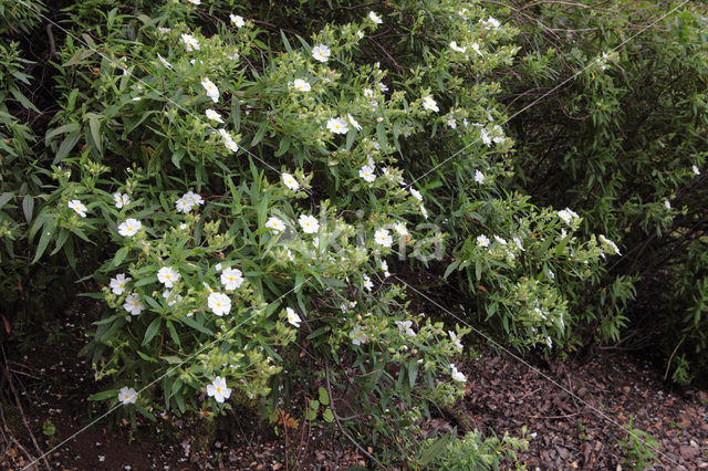 Brem (Cytisus scoparius)