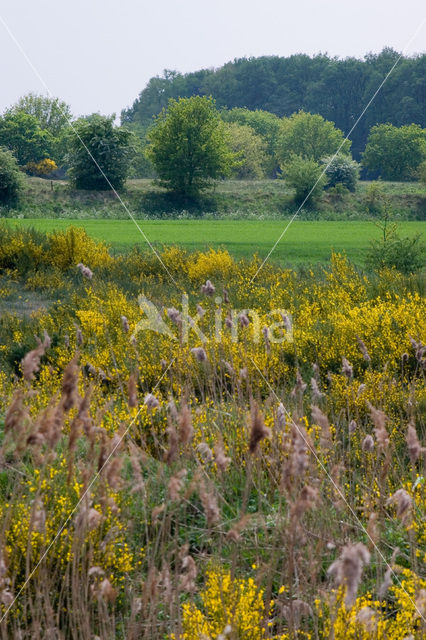 Brem (Cytisus scoparius)