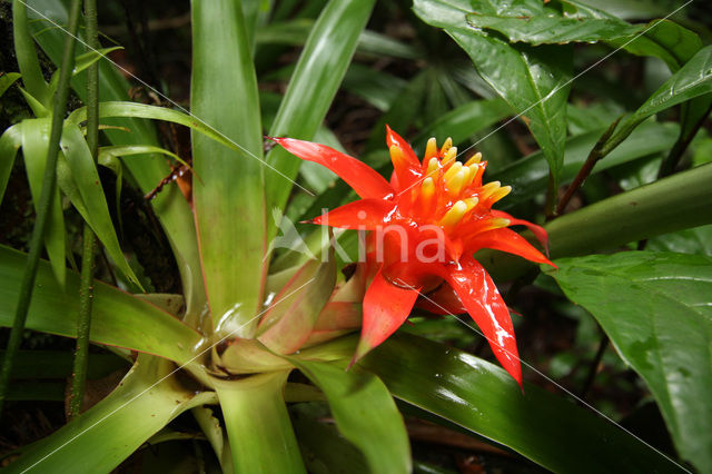 Bromelia