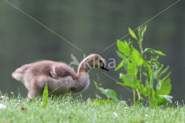 Canadese Gans (Branta canadensis)