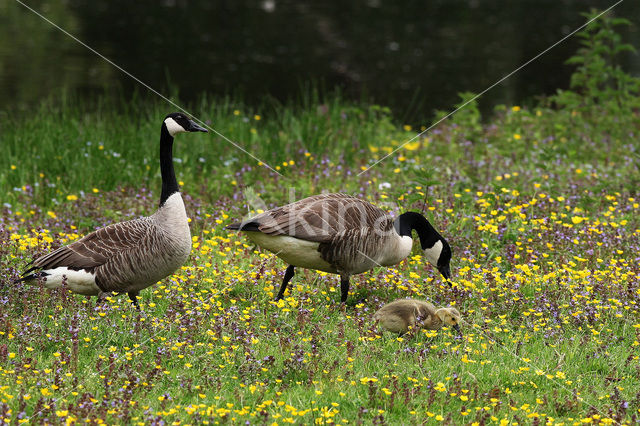 Canadese Gans (Branta canadensis)