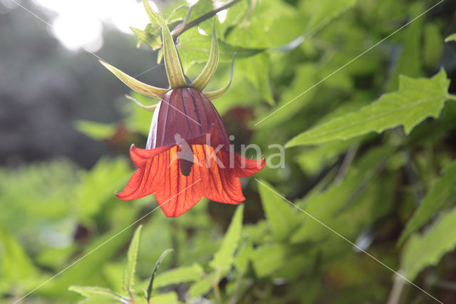 Canarisch klokje (Canarina canariensis)