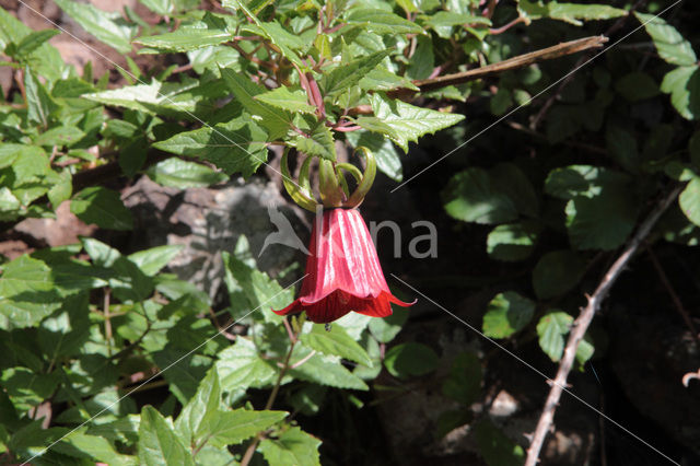 Canarisch klokje (Canarina canariensis)