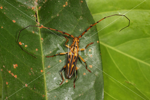 Ceragenia bicornis