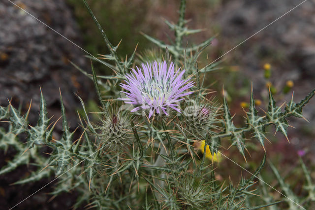 Cirsium spec