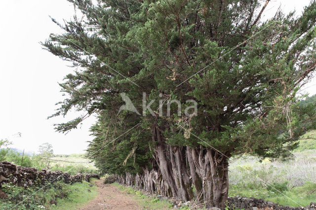 Cypres (Cupressus spec)