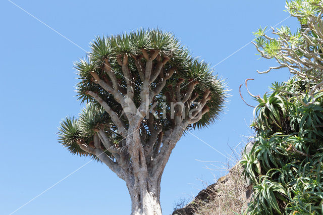 Drakenbloedboom (Dracaena draco)