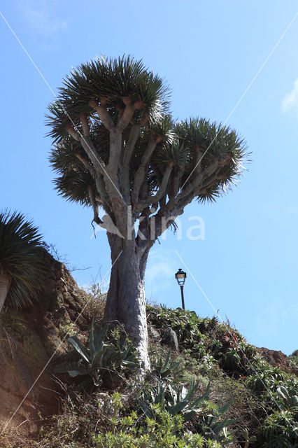 Drakenbloedboom (Dracaena draco)