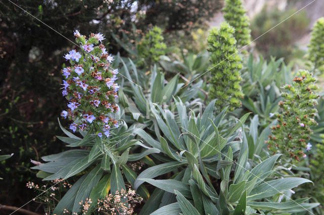 Echium callithyrsum (rode lijst IUCN