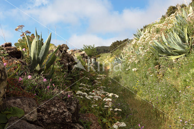 El Hierro