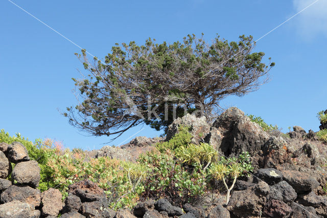 El Hierro