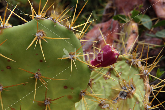 erect pricklypear (Opuntia dillenii)