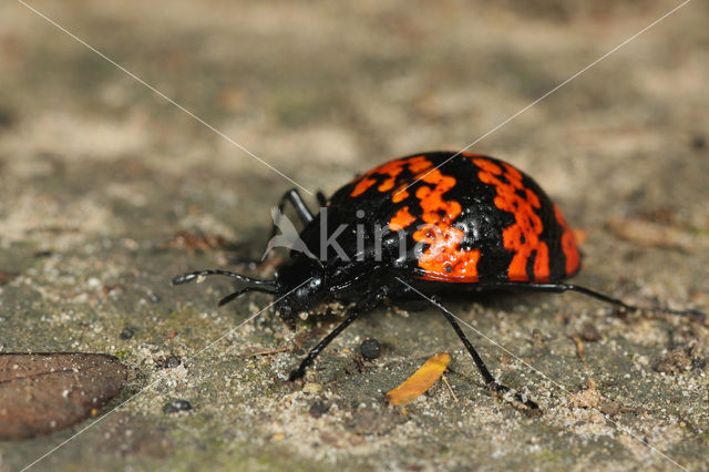 Erotylus cf. histrio