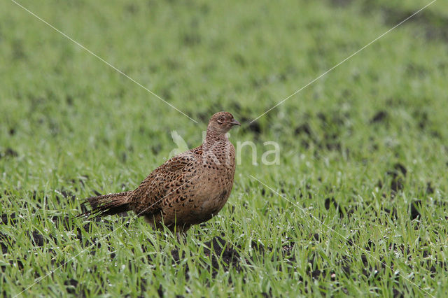 Ring-necked Pheasant (Phasianus colchicus)