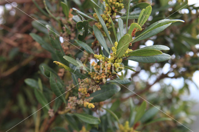 Firetree (Myrica faya)