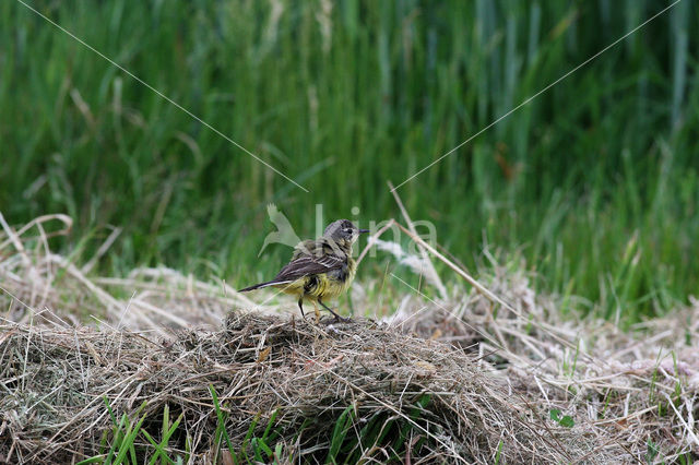 Gele Kwikstaart (Motacilla flava)