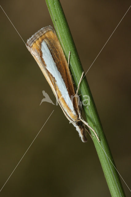 Gelijnde Vlakjesmot (Catoptria margaritella)