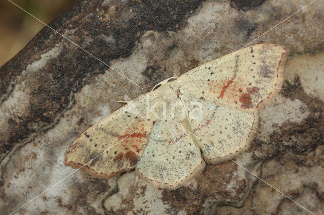 Gestippelde oogspanner (Cyclophora punctaria)