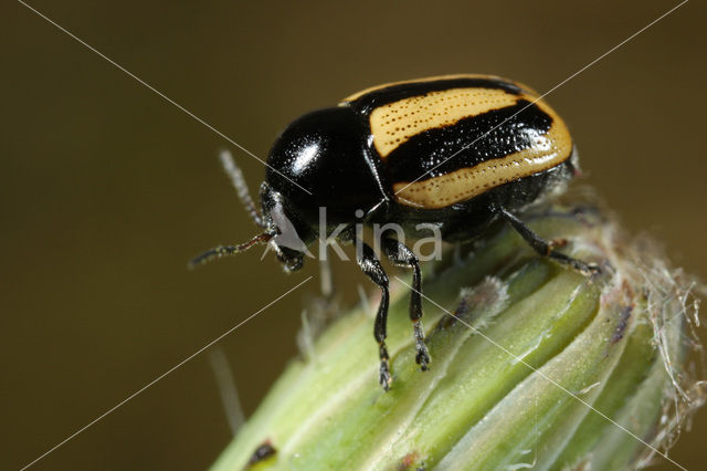 Gestreept steilkopje (Cryptocephalus vittatus)