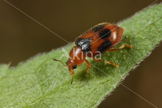 Gevlekt Rietkapoentje (Coccidula scutellata)