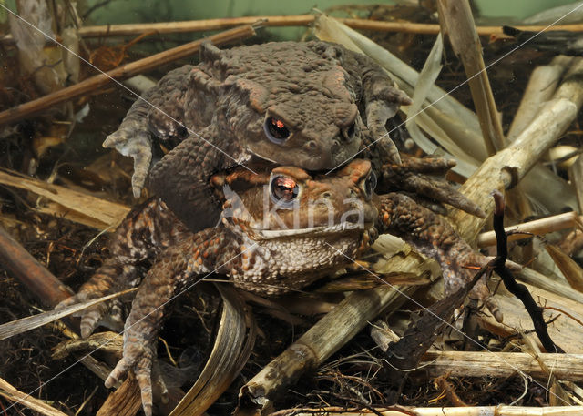 Gewone pad (Bufo bufo)