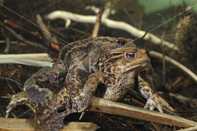 Gewone pad (Bufo bufo)