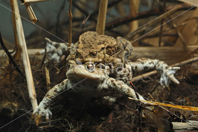 Gewone pad (Bufo bufo)