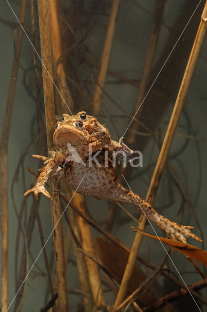 Gewone pad (Bufo bufo)