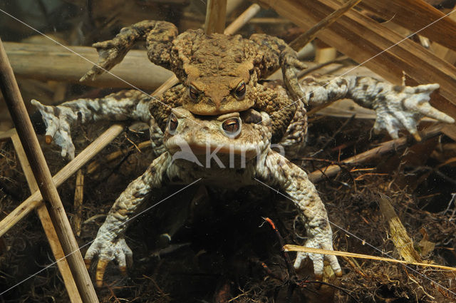 Gewone pad (Bufo bufo)