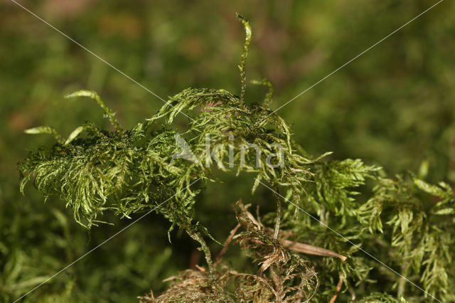 Glittering Wood-moss (Hylocomium splendens)