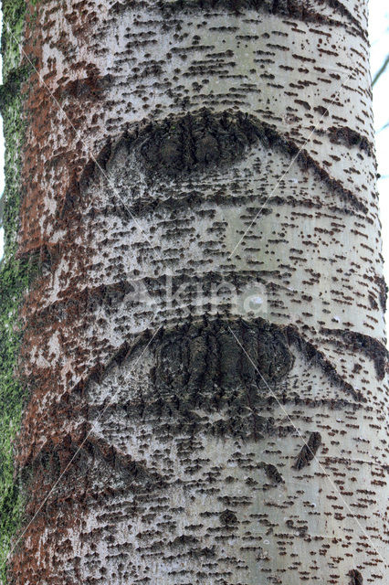 Grauwe abeel (Populus x canescens)